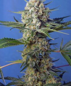 Foto Crystal candy f1 fast version sweet seeds