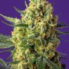 foto crystal-candy-xl-auto