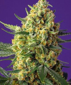 foto crystal-candy-xl-auto