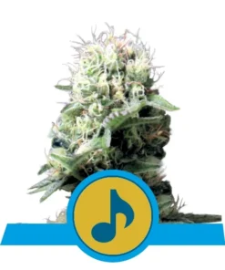 Foto Dance world cbd 100% royal queen seeds