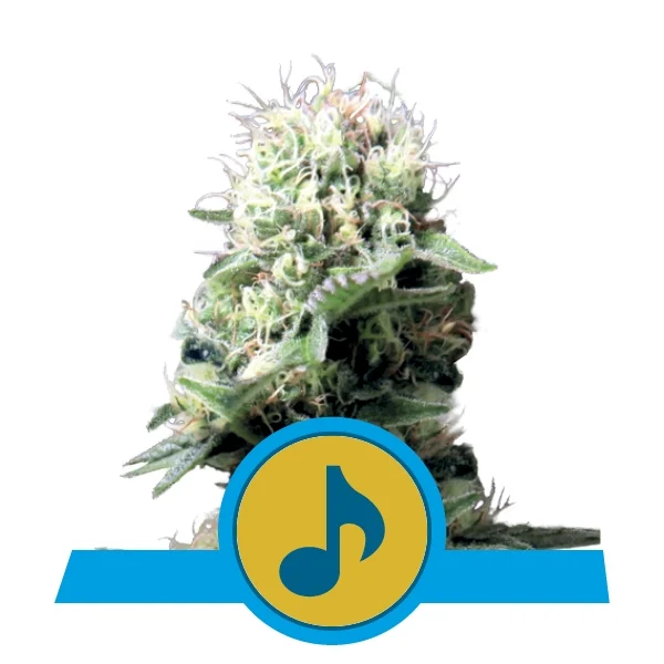 Dance world cbd 100% royal queen seeds Foto Dance world cbd 100% royal queen seeds