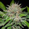 Foto Deep mandarine cbd 100% delicious