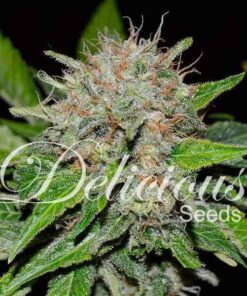 Foto Deep mandarine cbd 100% delicious