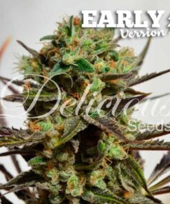 Foto Delicious candy early version 100% delicious