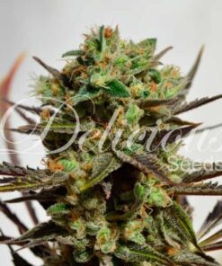 Foto Delicious candy 100% delicious