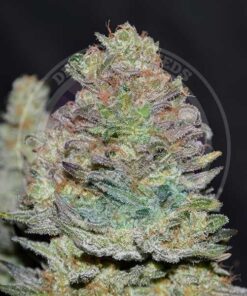 Foto Delicious cookies auto delicious