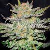 Foto Blue ace auto cbd 100% delicious
