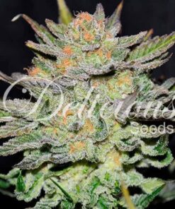 Foto Blue ace auto cbd 100% delicious