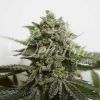 Foto Delimed cbd plus delicious