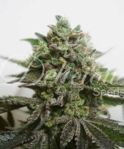 Foto Delimed cbd plus delicious