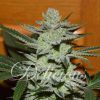 Foto Unknown kush 100% delicious