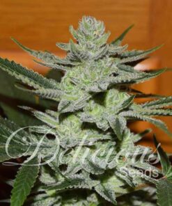 Foto Unknown kush 100% delicious