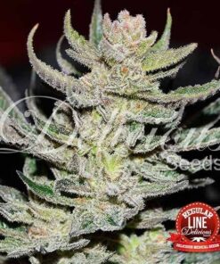Foto Desconocida kush regular delicious