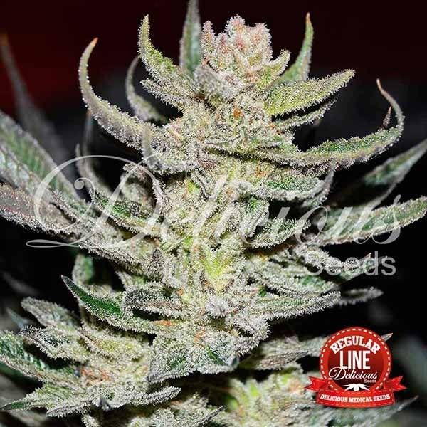 Foto Desconocida kush regular delicious