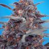 Foto devil cream auto