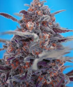 Foto devil cream auto