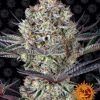 Foto Dos si dos 33 barney's farm seeds