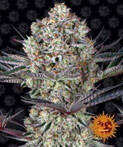 Foto Dos si dos 33 barney's farm seeds