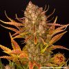 Foto Dos si dos auto barney´s farm seeds