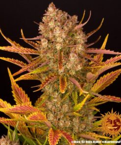 Foto Dos si dos auto barney´s farm seeds