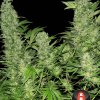 Foto Double dutch serious seeds