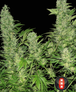 Foto Double dutch serious seeds