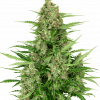 Foto Double kush cake auto sensi seeds