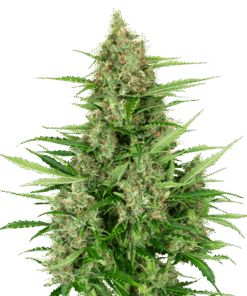 Foto Double kush cake auto sensi seeds