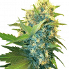 Foto Double kush cake 100% sensi seeds