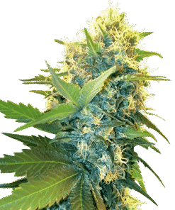 Foto Double kush cake 100% sensi seeds