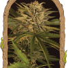 Foto Dr. greenman pure cbd 100% exotic seeds