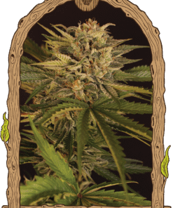 Foto Dr. greenman pure cbd 100% exotic seeds