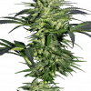 Foto Durban 100% sensi seeds