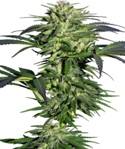 Foto Durban 100% sensi seeds