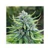 Foto Durban poison 100% dutch passion