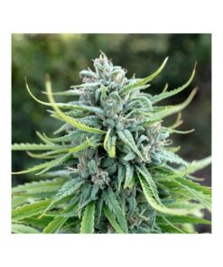Foto Durban poison 100% dutch passion