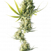 Foto Durban regular 10 unidades sensi seeds