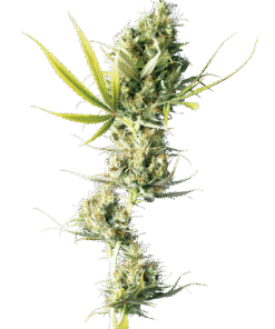 Foto Durban regular 10 unidades sensi seeds