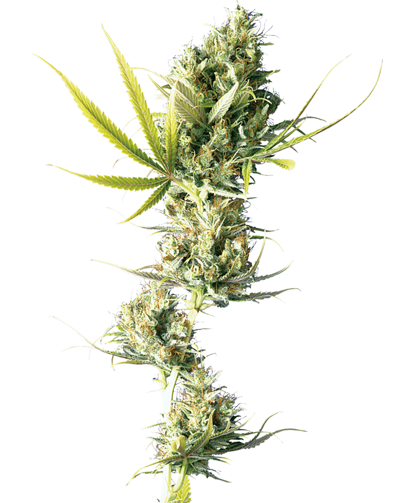 Durban regular 10 unidades sensi seeds Foto Durban regular 10 unidades sensi seeds