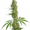Foto Eagle bill regular 10 unidades sensi seeds