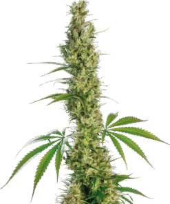 Foto Eagle bill regular 10 unidades sensi seeds
