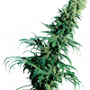 Foto Early pearl regular 10 unidades sensi seeds