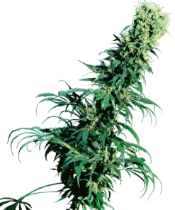 Foto Early pearl regular 10 unidades sensi seeds