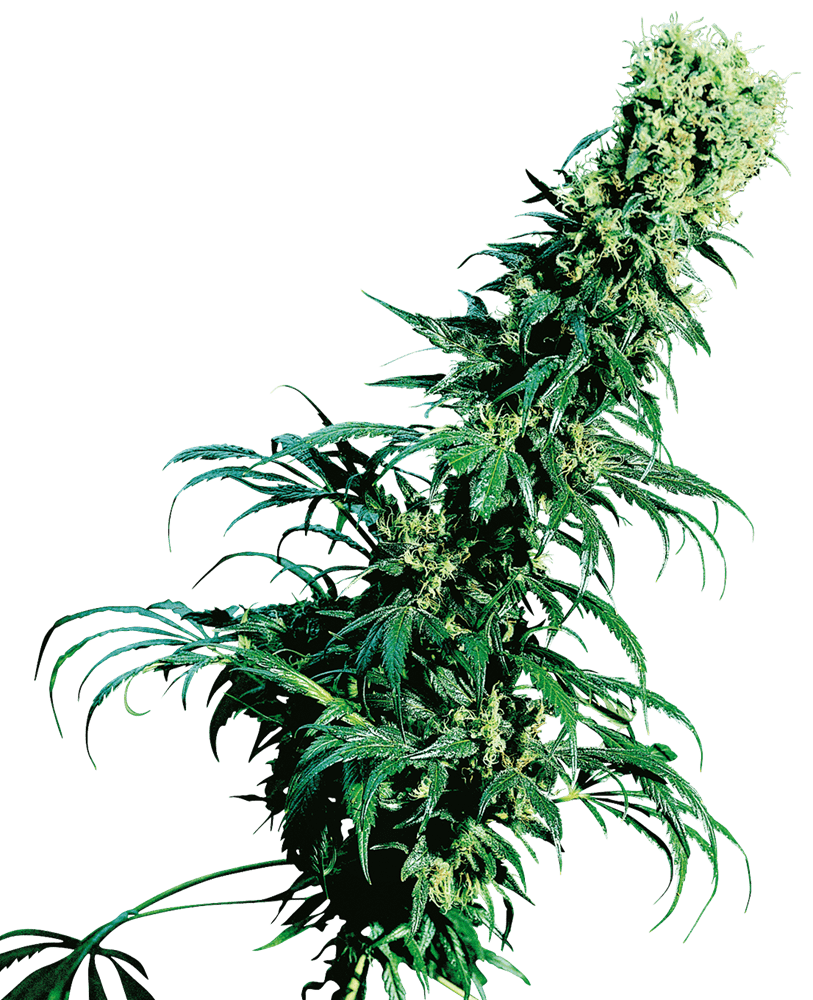 Early pearl regular 10 unidades sensi seeds Foto Early pearl regular 10 unidades sensi seeds