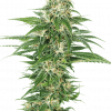 Foto Early skunk auto sensi seeds