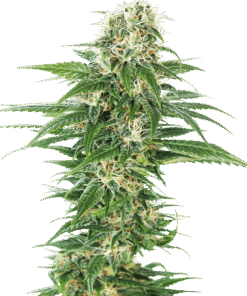 Foto Early skunk auto sensi seeds