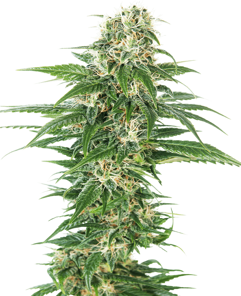 Foto Early skunk auto sensi seeds