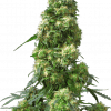 Foto Early skunk regular 10 unidades sensi seeds