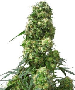 Foto Early skunk regular 10 unidades sensi seeds