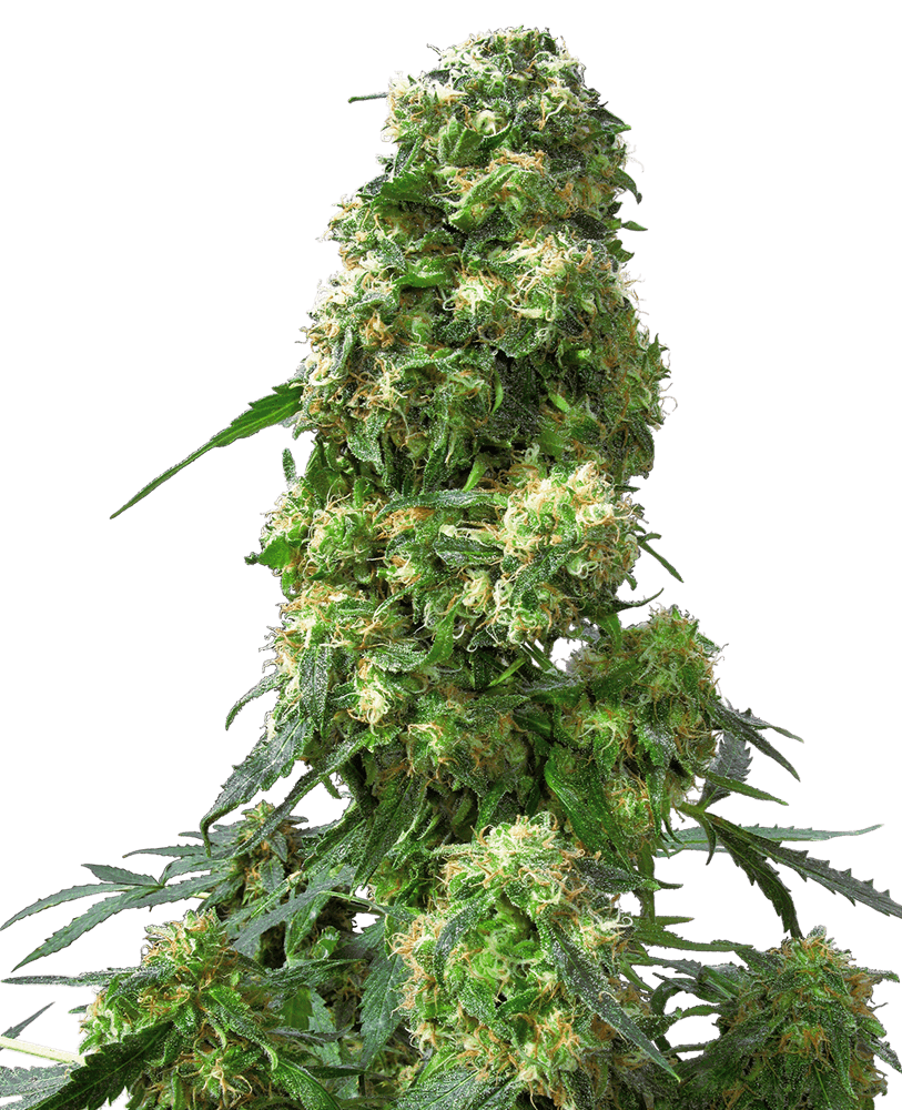 Early skunk regular 10 unidades sensi seeds Foto Early skunk regular 10 unidades sensi seeds